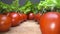 Dolly shot of red cheery tomatoes with lettuce leafs on top of wooden table background. Gliding through home grown vegetables