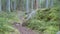 Dolly shot revealing a large rock on a mossy forest floor on a hiking trail