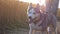 Dolly shot of siberian husky dog pulling the leash during walking along road near wheat field at sunset. Feet of female