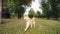 Dolly shot slow motion portrait of adorable dog shiba inu running in the park along the path then on green lawn enjoying