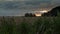 Dolly shot/ tracking along grass, wild flowers and wheat field, with a golden sunset and dramatic sky in East Frisia