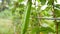 Dolly slider Psophocarpus tetragonolobus green long bean in nature farm fresh vegetable for good health