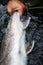 Dolly Varden fish  Alaska
