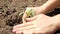 Dolly video of people planting small sprouts in soil on field. Closeup of planting, growing and taking care of nature