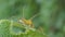 Dolly zoom of orange jumping spider on leaf.