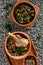 Dolma and Buglama with Lamb Shin, Vegetables, Fragrant Herbs on Gray Granite Chippings Top View