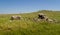 The dolmen, ancient burial place in Gamla Nature Reserve, Israel