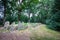 Dolmen D43, Westenesch municipality of Emmen in the Dutch province of Drenthe