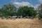 Dolmen D50, Noord-Sleen municipality of Coevorden in the Dutch province of Drenthe