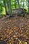 Dolmen in-field autumn