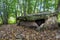 Dolmen in the forest