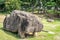 Dolmen of go-board type called Toad Dolmen at Gochang dolmens site South Korea