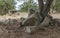 Dolmen of La Lapita between holm oaks, Barcarrota, Spain