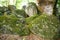 Dolmen ruins covered by moss