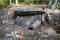 Dolmens in the forest near Krasnaya Polyana, Sochi, Russia. On a clear day on October 26, 2019