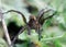 Dolomedes fimbriatus, fishing spider, raft spider, water spider, pisaura in grass on green background. Big spider