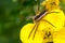 Dolomedes fimbriatus on yellow flower...