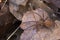 Dolomedes sp, probably plantarius orange. Pisauridae. Aka fishing, raft, dock or wharf spider. Italy.