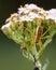 The Dolomedes spider is a fringed hunter