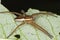 Dolomedes spider sitting on leaf.