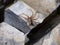 Dolomedes spider on stone in stream with leg in water `fishing`. Commonly known as fishing, raft, dock or wharf spiders