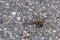 Dolomedes triton Six spotted fishing spider