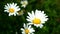 Dolomite landscape with alpine daisies