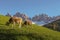 Dolomite mountains with eating cows