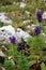 Dolomite`s purple wild flowers - Aconitum