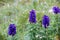 Dolomite`s purple wild flowers - Aconitum