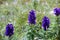 Dolomite`s purple wild flowers - Aconitum