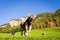 Dolomites Alps, Funes Valley, Cow