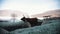 Dolomites. Fluffy young bison grazing on the snow field scratching himself