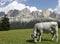 Dolomites: Rosengarten Group