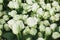 Dolomiti white roses on flowerbed background