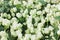 Dolomiti white roses on flowerbed background