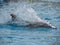 Dolphin accelerating in blue water for a next jump