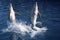 Dolphin acrobacy during dolphins show in Caribbean