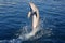 Dolphin acrobacy during dolphins show in Caribbean