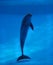 Dolphin in aquarium