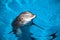 Dolphin baby