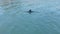 Dolphin at the Black sea, Novorossysk