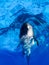 Dolphin bottlenose dolphin in blue water head therapy