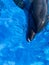 Dolphin bottlenose dolphin in blue water head therapy