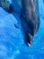 Dolphin bottlenose dolphin in blue water head therapy