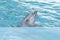 Dolphin. Bottlenose dolphins in water