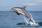 dolphin breaching the water, displaying its sleek and streamlined body