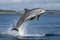 dolphin breaching the water, displaying its sleek and streamlined body