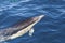 Dolphin, Cantabrian Sea