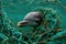 A dolphin caught in a fishing net. Generative AI